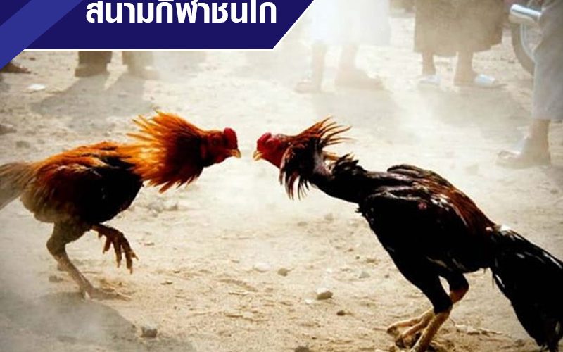 แทงไก่ชนได้